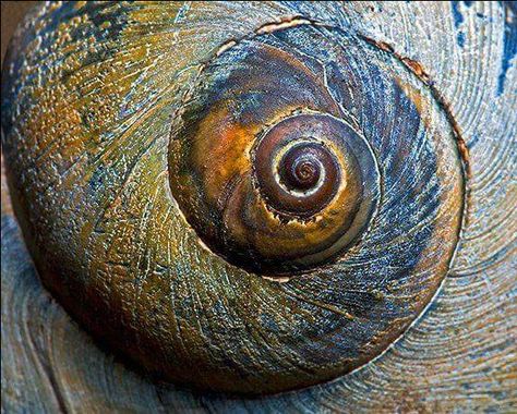 Spirals In Nature, Divine Proportion, Art Coquillage, Fibonacci Spiral, Snail Shell, Patterns In Nature, Color Textures, Texture Painting, Sacred Geometry