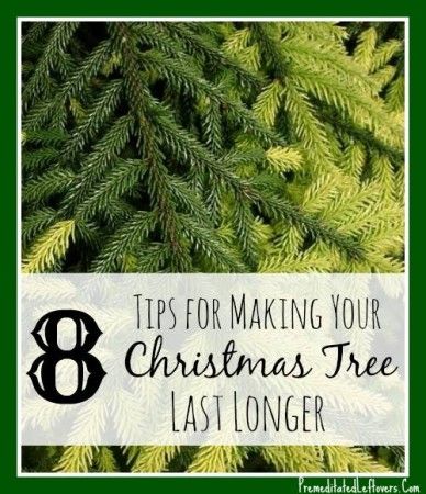 8 Tips for Making Your Christmas Tree Last Longer this year. Crismas Tree, Christmas Tree Care, Christmas Tree Water, Fresh Cut Christmas Trees, Live Christmas Trees, How To Make Christmas Tree, Holiday Deco, Real Christmas, Real Christmas Tree