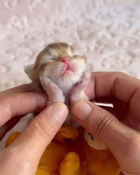 Kitten World | 😻😻 #cats #catsofinstagram #cat #of #catstagram #instagram #catlover #catlife #catlovers #instacat #kitten #pets #meow #kittens... | Instagram Pet Regressor Kitten, Silly Kittens, Tiny Kittens, Fancy Cat, Cute Kitties, Puppies And Kittens, Meow Cute, Ugly Cat, Cat Meow