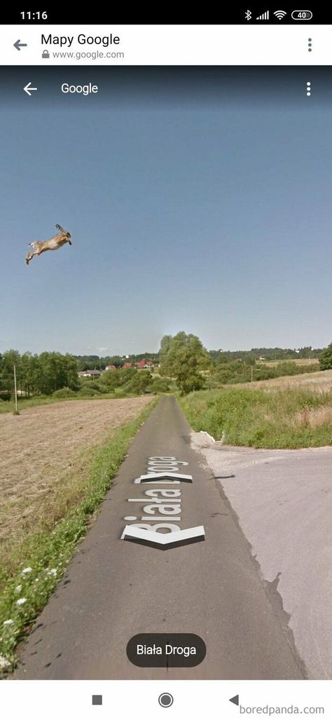 This Hare Caught On Google Street Google Street View, Google Earth, Perfect Timing, صور مضحكة, The Real World, Funny Moments, Funny Photos, Pretty Pictures, Cat Memes