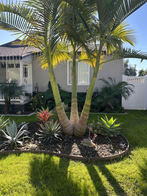 Palm Tree In Front Of House, Beach Theme Backyard Ideas Patio, Beachy Landscaping Front Yard, Backyard Landscaping Palm Trees, Palm Tree Landscape Ideas Front Yards, Front Yard Landscaping Palm Trees, Pool Landscaping Palm Trees, Washingtonia Palm Landscape, Tropical Backyard Landscaping