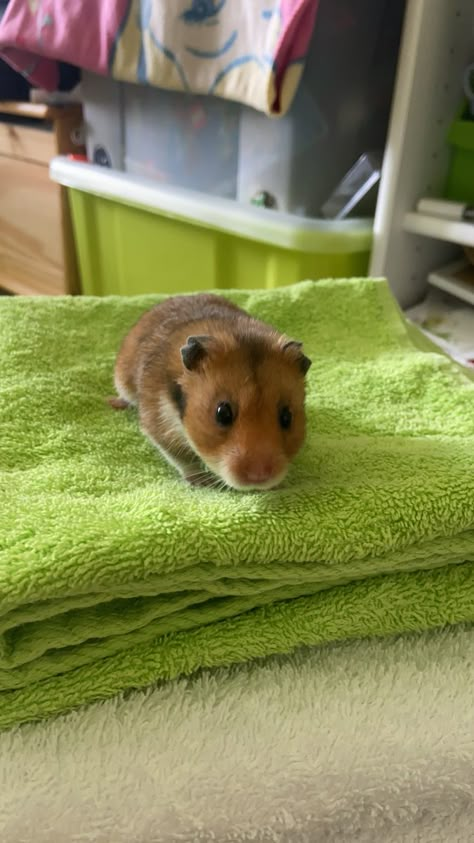 Hamster Images, Teddy Hamster, Hamster Wallpaper, Teddy Bear Hamster, Hamster Pictures, Bear Hamster, Pet Project, Cute Hamster, A Hamster