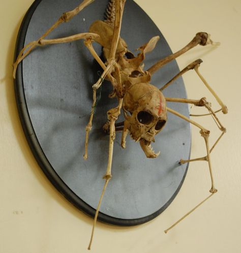 Spider Skeleton, Motion Images, Spider Monkey, Creepy Stuff, Taxidermy Art, Vulture Culture, Bone Crafts, Bone Art, Awesome Sauce