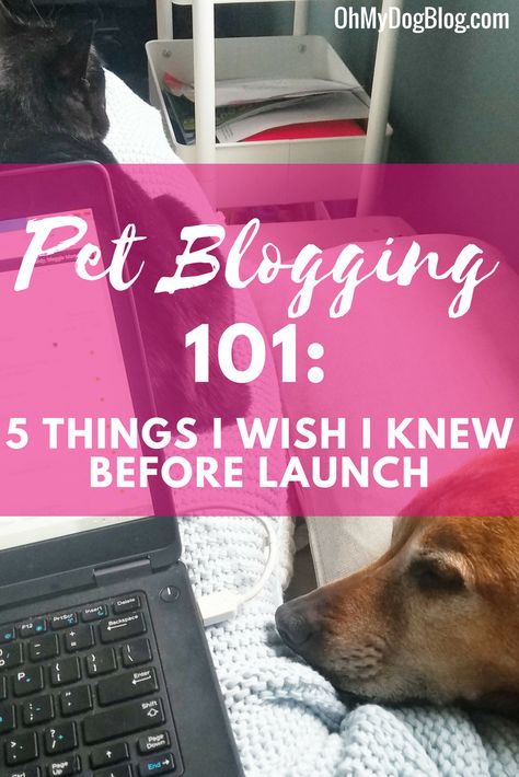 Blog Post Topics, Dog Business, Pet Blog, Pet Businesses, Become Better, Better Than Yours, Blogging 101, Dog Blog, Dog Costumes