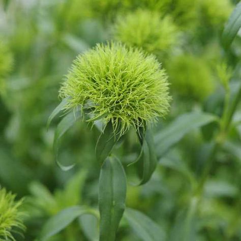 Dianthus Green Trick, Dianthus Barbatus Flower, Dianthus Green Ball, Green Trick Dianthus, Green Dianthus, Dianthus Barbatus, Diy Garden Fountains, Botanical Beauty, Green Garden