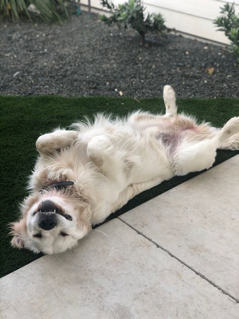 English Cream Golden Retriever Aesthetic, English Cream Retriever, White Golden Retriever Aesthetic, Golden Retriever Cream, Golden Pyrenees, Fluffy Golden Retriever, Cream Retriever, English Retriever, Golden Retriever English Cream