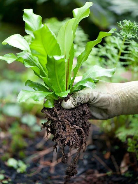 Fern Water Plants For Ponds, Water Garden Plants, Natural Swimming Ponds, Diy Pond, Fountains Backyard, Pond Ideas, Pond Liner, Pond Fountains, Pond Landscaping