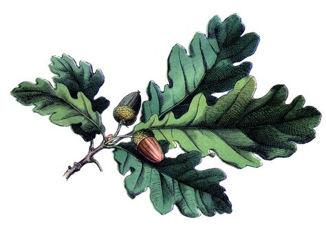 Antique Botanical Image - Oak Leaves with Acorns - The Graphics Fairy Vintage Fall Images, Sandberg Wallpaper, The Graphics Fairy, Acorn And Oak, Antique Botanical Print, Fall Images, Leaf Clipart, Leaf Illustration, Leaf Images