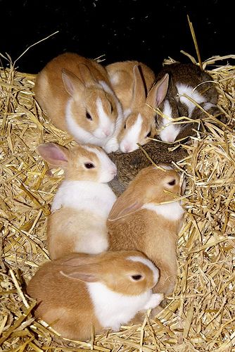 A litter of Dutch rabbits © Martin Pettitt by Pet Info Club, via Flickr Pregnant Rabbit, Dutch Rabbits, Dutch Rabbit, Raising Rabbits, Rabbit Life, Baby Animals Pictures, Pet Bunny, Bunny Pictures