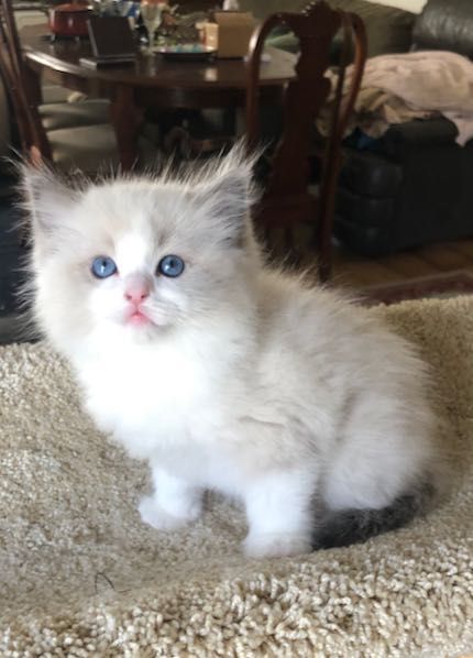 Kittens For Sale Near Me, Ragdoll Kittens For Sale, Ragdoll Kittens, Kittens For Sale, Ragdoll Cats, Kitten For Sale, Ragdoll Kitten, Purple Bag, Pet Kitten