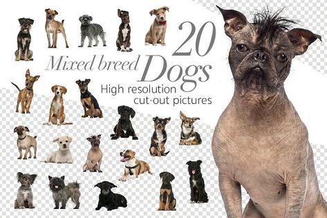 20 Mixed breed Dogs - Cut-out Pics by Life on White on @creativemarket Cut Out Pictures, Cut Animals, Pictures Of Cats, Dog Cuts, Graphic Design Elements, Animals Dogs, Design Objects, Breed Dogs, Mixed Breed Dogs