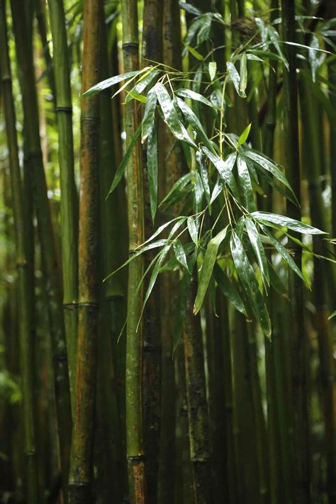 Bamboo Plant Aesthetic, Bamboo Forest Aesthetic, Bamboo Photography, Bamboo Aesthetic, Bamboo Forest Japan, Bamboo Landscape, Bamboo Species, Yellow Bamboo, Japanese Bamboo