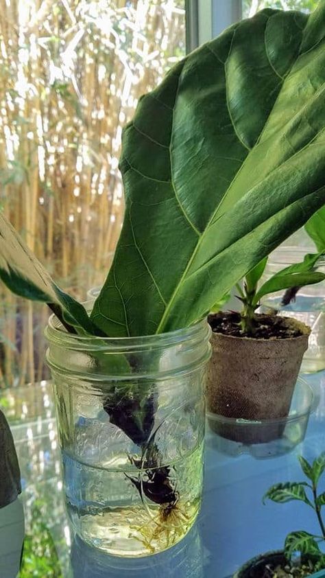 Propagate Fiddle Leaf Fig, Fiddle Leaf Fig Care, Fig Trees, Fig Plant, Plant Care Houseplant, Fiddle Leaf Fig Tree, Indoor Plant Care, Inside Plants, Decoration Plante