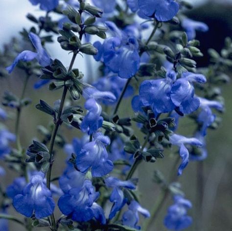 Salvia azurea sq/Azure Blue Sage Salvia Azurea, Blue Salvia, Ornamental Horticulture, Sage Bush, The Constant Gardener, Water Wise Plants, Sage Blue, Lady Bird Johnson Wildflower Center, Blue Things