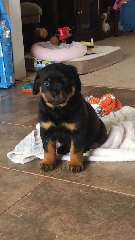 Rot Wheeler Dog, Rot Weiler Puppies, Rottie Puppies, Cute Rottweiler Puppy, Rottweiler Dog Puppy, Puppy Rottweiler, Rottweiler Breed, Rottweiler Puppy, Dog Mommy