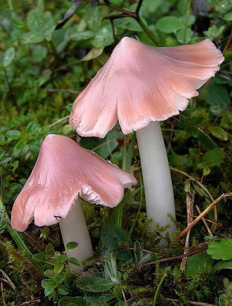 Pink Mushrooms, Mushroom Images, Mushroom Pictures, Plant Fungus, Mushroom Fungi, Toning Workouts, Mushroom Art, Wild Mushrooms, Fairy Garden