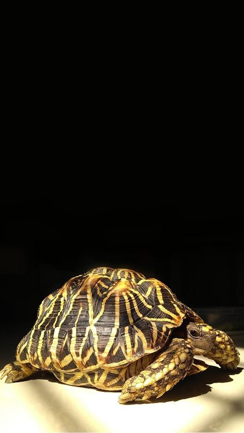 My tortoise, indian star tortoise🐢💕 Tortoise Wallpaper, Star Tortoise, Indian Star Tortoise, Big Tortoise, Tortoise Food, Turtle Wallpaper, Cute Tortoise, Indian Star, The Turtles