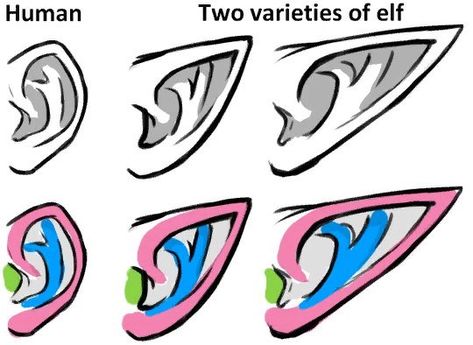 Tiefling Ears, Elf Ears Drawing, Long Elf Ears, Ears Drawing, How To Draw Ears, Ear Art, Drawing Examples, Manga Drawing Tutorials, Elf Ears