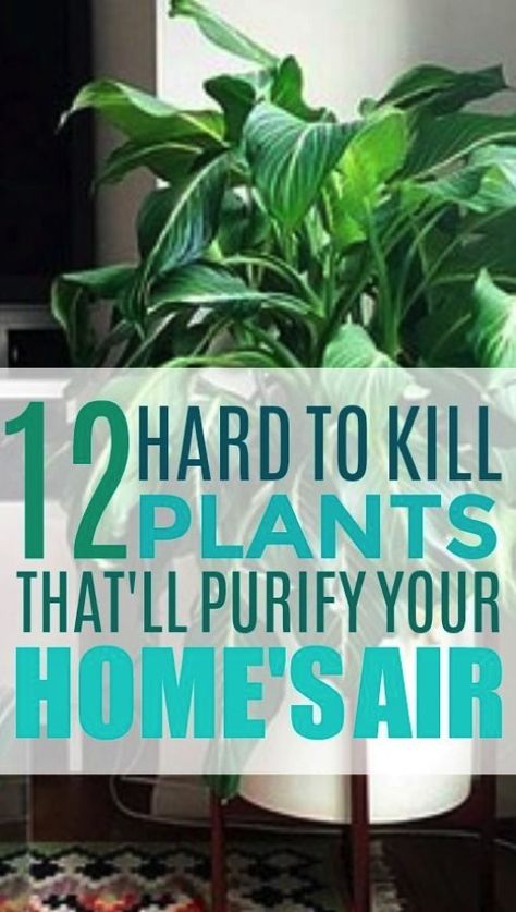 These 12 air purifying plants are THE BEST! I'm so glad I found these AWESOME home hacks! Now I have some great ideas for low maintenance air purifying plants for home decor! #HousePlants #HomeDecor #DIY #HomeHacks Office Wellbeing, Realistic Bathroom, Low Maintenance House Plants, Mosquito Plants, Low Maintenance Indoor Plants, Easy House Plants, Air Purifying House Plants, Home Air Purifier, Mosquito Repelling Plants