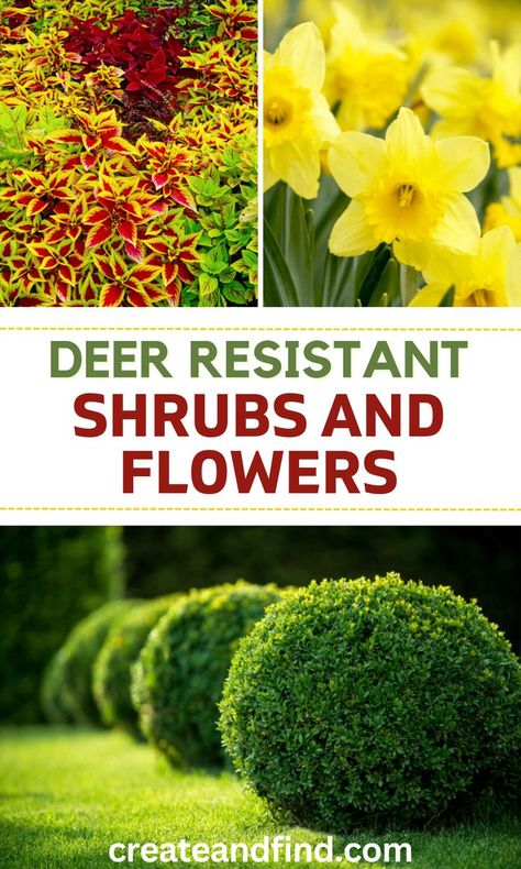 Best deer resistant shrubs and flowers. Landscape Ideas Architecture, Deer Repellant Plants, Ideas Around Trees, Deer Resistant Shade Plants, Flowers For Shade, Deer Resistant Landscaping, Deer Resistant Annuals, Full Sun Landscaping, Deer Resistant Shrubs