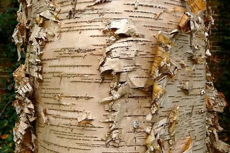 11 Different Types Of Birch Trees & Some Of Their Amazing Uses Types Of Birch Trees, Making Musical Instruments, River Birch, Birch Leaf, Silver Birch, Birch Trees, Birch Bark, Birch Tree, Types Of Soil