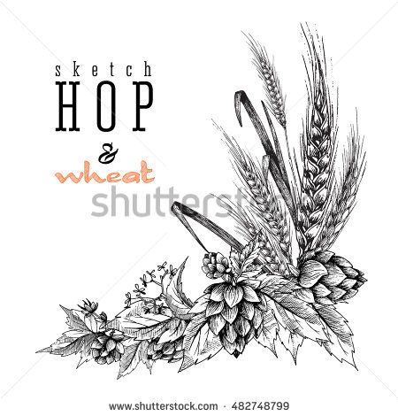 Beer Tattoo, Wheat Tattoo, Hop Tattoo, Beer Tattoos, Hop Flower, Beer Hops, Diy Outdoor Bar, Branch Vector, Wheat Design