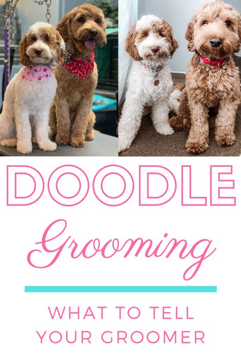 Springerdoodle Grooming, Labradoodle Teddy Bear Haircut, Aussiedoodle Puppy Haircut, Diy Labradoodle Grooming, Long Hair Labradoodle, Micro Mini Goldendoodle Haircut, Micro Goldendoodle Haircuts, Double Doodle Grooming, Goldendoodle Clothes For Dog