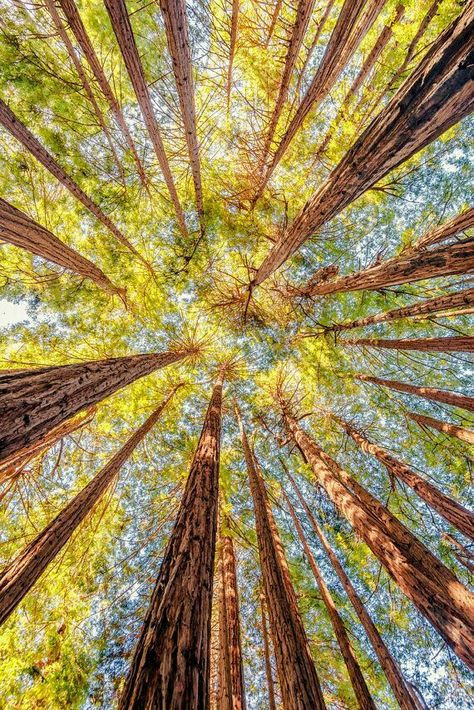 California Redwoods, Redwood Trees, Redwood Tree, Central California, Tree Photography, Big Sur, In The Forest, The Forest, Trees