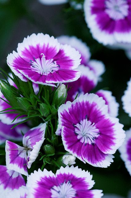 Sweet William --Dianthus Sweet William Flowers, Dianthus Flowers, Fantastic Flowers, Purple And White Flowers, Breathtaking Photography, Sweet William, Flower Meanings, Language Of Flowers, Fragrant Flowers