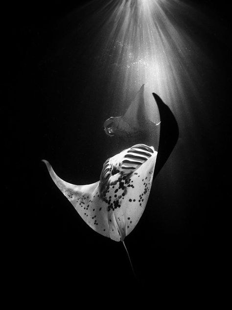 Manta Ray, Underwater Photography, In The Ocean, White Photo, The Ocean, A Black, Swimming, Black And White, Water