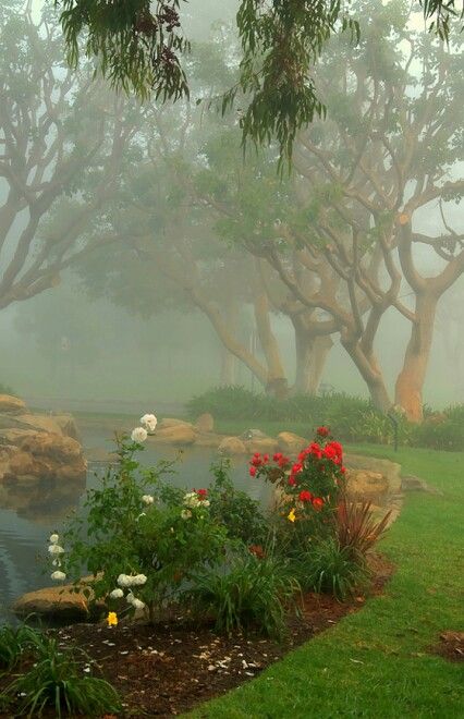 Misty Day Aesthetic, Magical Photography, Winter Rose, Beautiful Collage, Foggy Morning, Spring Wallpaper, Nature View, Flowering Trees, Beautiful Places To Travel