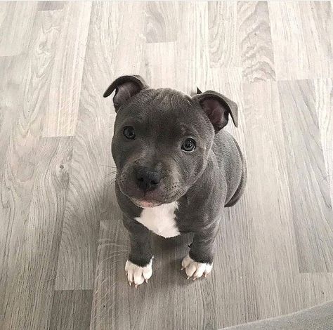 Pitbull Puppy, Pitbull, Dogs, Black