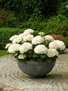 Top 10 Hydrangea Tanaman Pot, Planting Hydrangeas, Have Inspiration, Garden Containers, The Secret Garden, White Gardens, Garden Care, Gorgeous Gardens, Garden Cottage