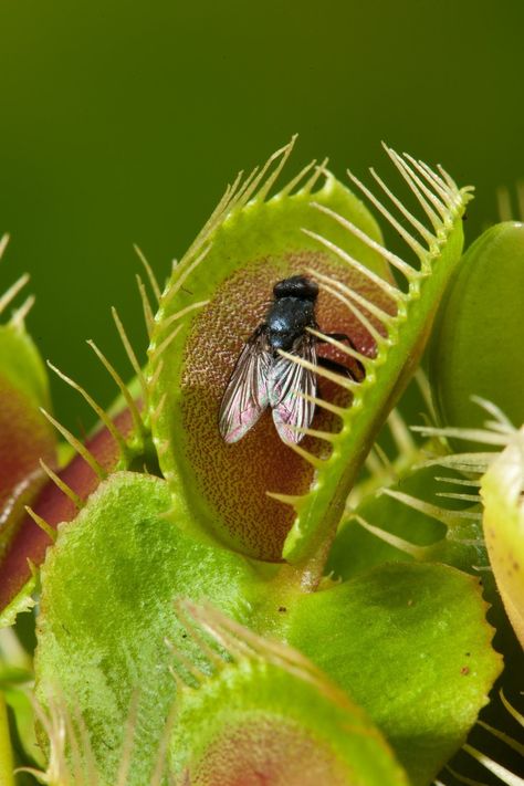 Flytrap Plant, House Plants Decor Living Room, Venus Trap, Venus Flytrap Plant, Trap Art, Endangered Plants, Venus Flytrap, Plant Goals, Venus Fly Trap