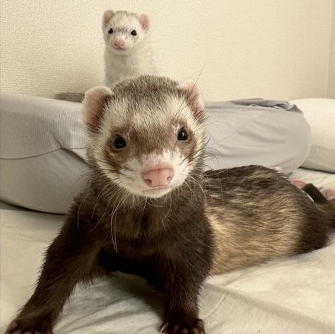 Ferrets Care, Baby Ferrets, Funny Ferrets, A Ferret, Pet Ferret, Cute Ferrets, Silly Cats Pictures, Pretty Animals, Silly Animals