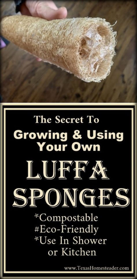 How To Grow & Use Your Own Luffa (Loofah). ~ Texas Homesteader ~ Luffa Sponge Diy, Growing Loofah From Seed, Grow Loofah, Homemade Christmas Gift Baskets, Luffa Sponge, Natural Loofah, Loofah Soap, Eco Friendly Garden, Loofah Sponge