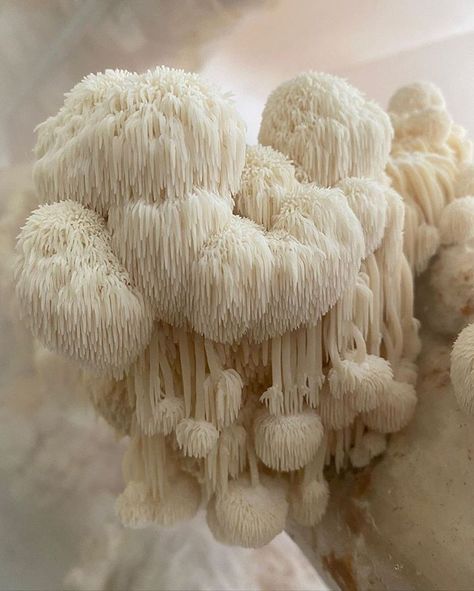 Atlas Obscura on Instagram: “Talk about a magic mushroom. Our friends at @gastroobscura write: Meet Hericium erinaceus, the lion's mane. Not only is it edible, it's…” Microdosing Mushrooms, Growth And Decay, Lions Mane Mushroom, French Poodles, Slime Mould, Lion's Mane, Magic Mushroom, Mushroom Fungi, Lion Mane