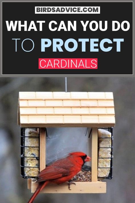 What Can You Do To Protect Cardinals Cardinals In Winter, Cardinal Bird House, Cardinals Birds, Birdcage Planter, Backyard Birds Watching, Bird Facts, Bird Houses Ideas Diy, Cardinal Bird, Wild Bird Food