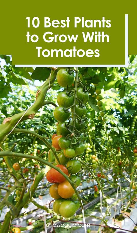 Tomato Companion Plants: 15 Best Plants to Grow With Tomatoes | UnAssaggio Plant With Tomatoes, Companion Plants For Tomatoes, Tomato Companion Plants, Garden 101, Tomato Hornworm, Growing Tomato Plants, Varieties Of Tomatoes, Garden Remedies, Planting Tips