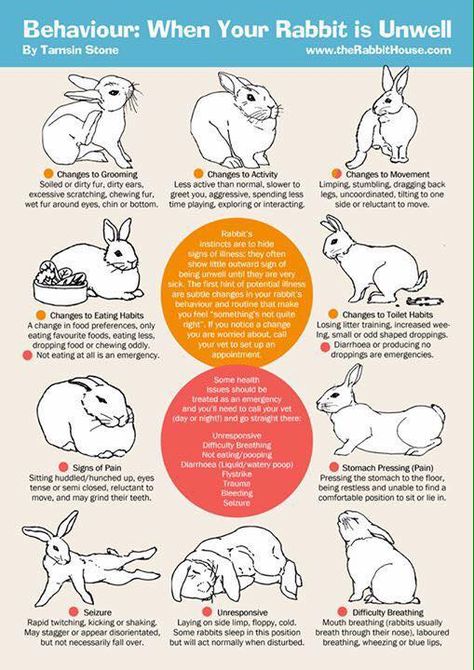 Free Roaming Rabbit Ideas, Tapsi Hapsi, Bunny Care Tips, Rabbit Facts, Rabbit Behavior, Rabbit Hide, Pet Rabbit Care, Rabbit Ideas, Meat Rabbits