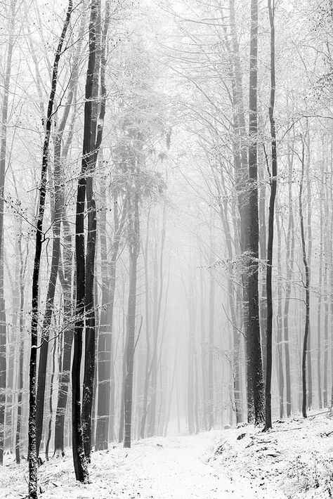 Winter forest in black and white | par janeway1973 Black White Christmas, Snow Forest, Winter Watercolor, Forest Background, Winter Wood, Winter Photos, Foto Art, Winter Forest, Winter Pictures