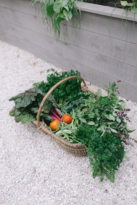 A beautiful garden harvest basket is just as important in displaying all your veggies as it is in transporting them. Find links to garden trugs and hods. Garden Trug, Garden River, Harvest Basket, Garden Basket, Garden Vegetables, Fall Garden Vegetables, Recycled Garden, Garden Veggies, Vegetable Basket