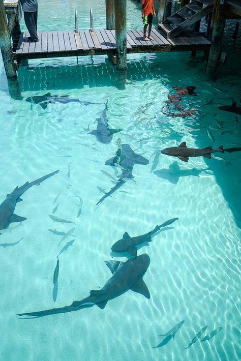 Swimming with Sharks in Exuma on Covering the Bases by Krista Robertson #travelblog #fashionblog #vacationstyle #beach #summer Swim With Sharks, Swimming With Sharks, Great Exuma, Summer Beach Pictures, Shark Pictures, Small Shark, Emerald Bay, Sandals Resorts, Shark Swimming