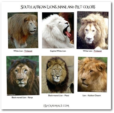 Different Colors of Lions Cat Genetics, Animal Knowledge, Goat Fence, Gir Forest, Big Cat Family, Draw Cats, Female Lion, Lions Mane, I Spy Games