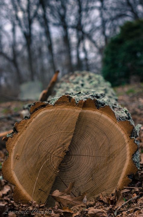 Got Wood, Hearth And Home, 수채화 그림, Gods Creation, Cabin Life, Woodland Wedding, Cabins In The Woods, Artistic Photography, Nature Landscape