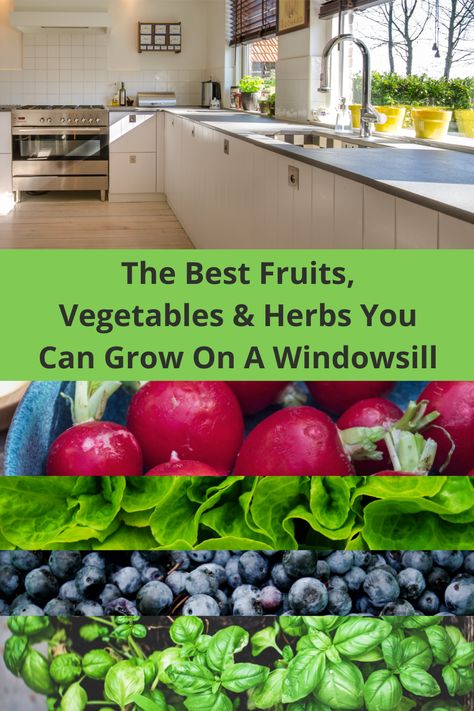 If you don’t have enough space in your home for a fruit, herb or vegetable container garden, consider growing plants on your windowsill. It’s a great way to save space while bringing cheer to your home, and flavor to your table. However, to get the best results for your windowsill garden it’s key to select the plant and vegetable varieties that will grow best in your space. Window Seal Plants, Vegetable Container Garden, Front Porch Garden, Windowsill Plants, Herbs To Grow, Windowsill Garden, Allotment Gardening, When To Plant, Growing Veggies