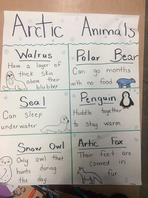 Arctic Animal Anchor chart. School kindergarten elementary polar animals Arctic Animals For Preschool, Arctic Habitat Preschool, Artic Animal Activities For Kindergarten, Polar Region Animals, Arctic Theme Art, Kindergarten Homeschool January, Arctic Animal Songs Preschool, Polar Animals Kindergarten Activities, Antarctic Animals Preschool