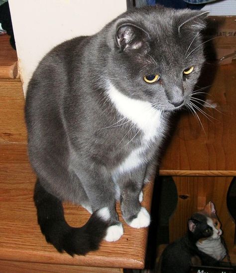 This one looks so much like Jazz it's creepy. Even with the faint stripes in her tail. Russian Blue Tuxedo Cat, Gray Tuxedo Cat, Grey Tuxedo Cat, Grey And White Cats, Tuxedo Pattern, White Cat Breeds, Cat Tuxedo, Gray Cats, Snowshoe Cat