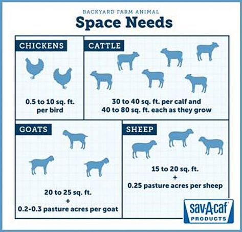 Free Range Farm Animals, Livestock Farm Layout, Best Animals For Homestead, Easy Farm Animals To Raise, Mini Farm Ideas Animals, Beginner Farm Animals, Homestead Plans Farm Layout, 40 Acre Farm Layout, How To Start A Small Farm