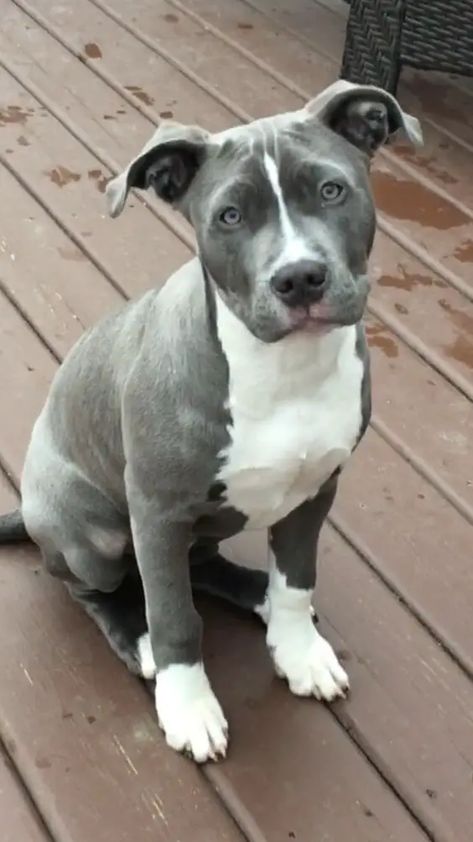 Blue Nosed Pitbull, American Pitbull Terrier Blue, Amstaff Blue, Blue Staff, Blue Pit Bull, Blue Nose Pitbull Puppies, Pitbull Blue, Cute Pitbulls, Blue Pitbull